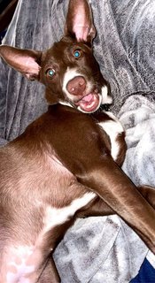 Princess  - Mixed Breed Dog