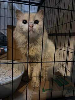 Puteh - Persian + Domestic Long Hair Cat