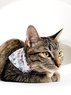Marvelous Miss Millie - Domestic Short Hair Cat