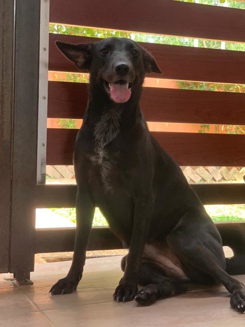 Princess (Vb) - Mixed Breed Dog