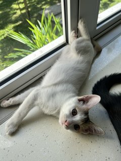 Viva - Domestic Short Hair Cat