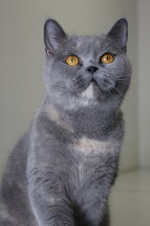 Kristal - British Shorthair Cat