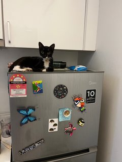 June - Tuxedo Cat