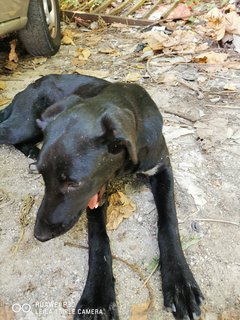 Angel - Labrador Retriever Mix Dog