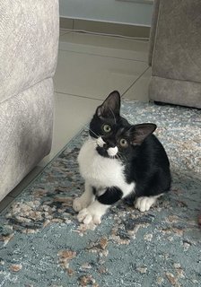 Moomoo - Domestic Short Hair Cat