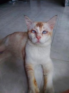 Cheese_cake - Persian + Siamese Cat