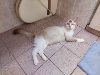 Cheese_cake - Persian + Siamese Cat