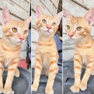 Pumpkin - Domestic Short Hair Cat