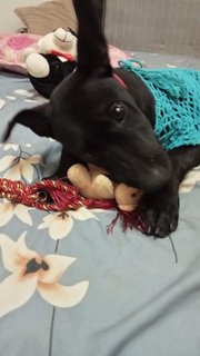 Damian Boy - Mixed Breed Dog