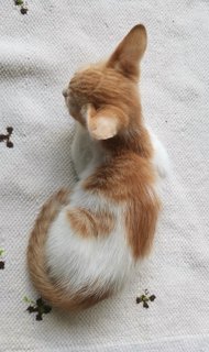 Babytip &amp; Parkour - Domestic Short Hair Cat