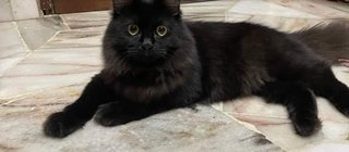 Ciktam &amp; Bok - Persian + Domestic Long Hair Cat
