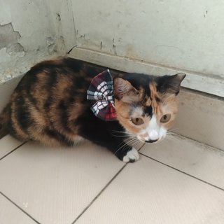 Sallie - Domestic Short Hair Cat
