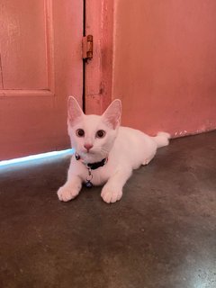 White Cat Blue Eyes  - Domestic Short Hair Cat