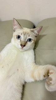 Lome - Domestic Medium Hair + Siamese Cat
