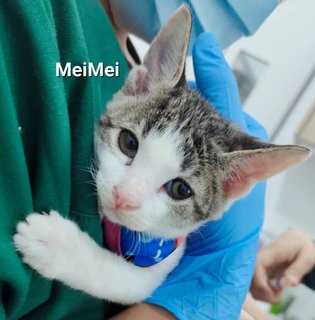 Meimei - Domestic Short Hair Cat