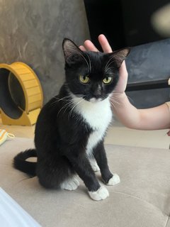 Blackie - Tuxedo Cat
