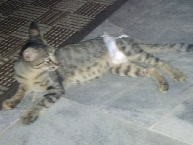 Lala 2 - Domestic Short Hair + Tabby Cat