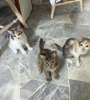 Ava , Kopi & Allie ( adopted ) 