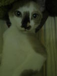 Tomoi - Domestic Short Hair Cat