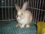 Bunny - Bunny Rabbit Rabbit