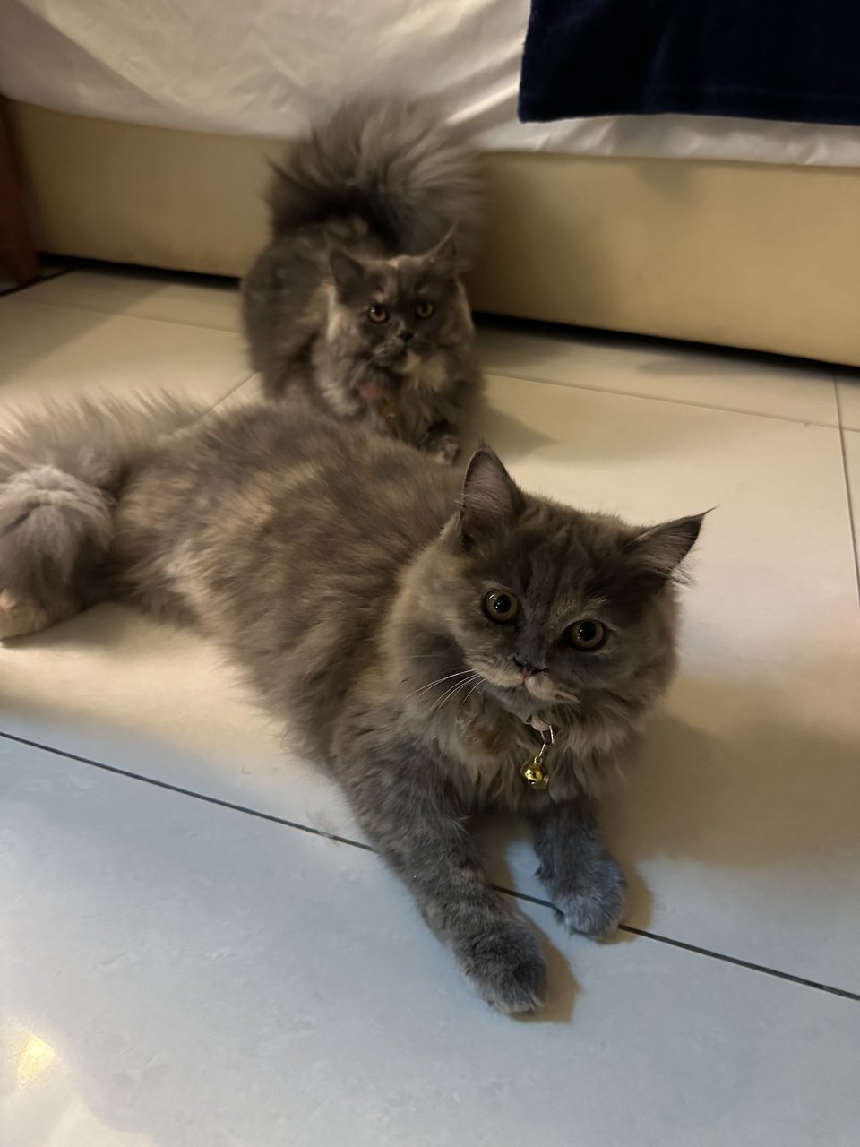 Grande And Venti - Persian Cat