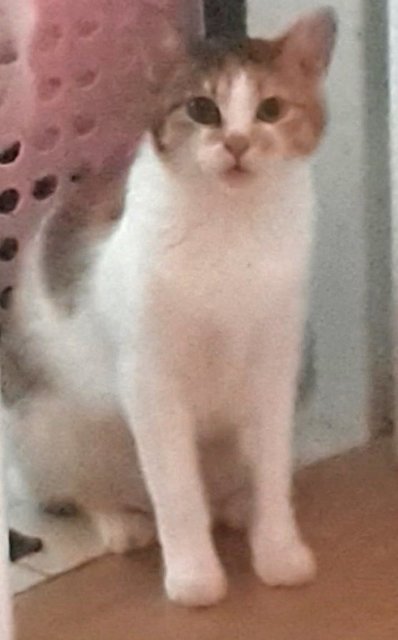 Derpey - Calico Cat