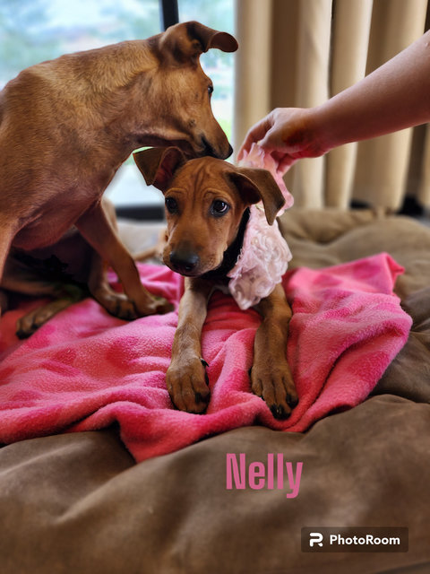 Nelly  - Mixed Breed Dog