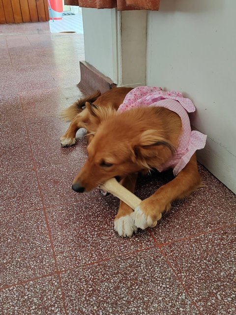Cute Ivy  - Mixed Breed Dog