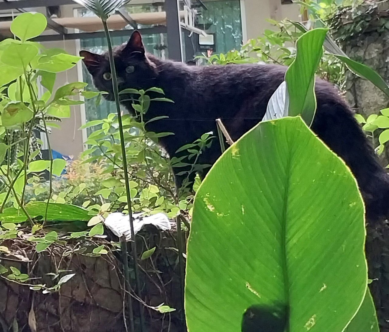 Gus - Domestic Medium Hair Cat