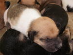 Male Puppy 01 - Mixed Breed Dog