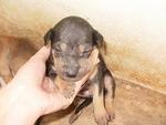 Urgent: Female Puppy 01 - Mixed Breed Dog