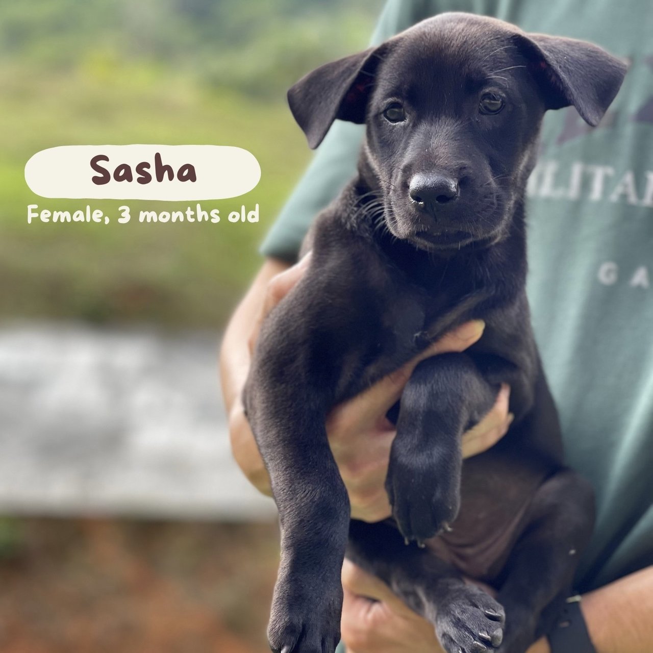 Sasha - Mixed Breed Dog
