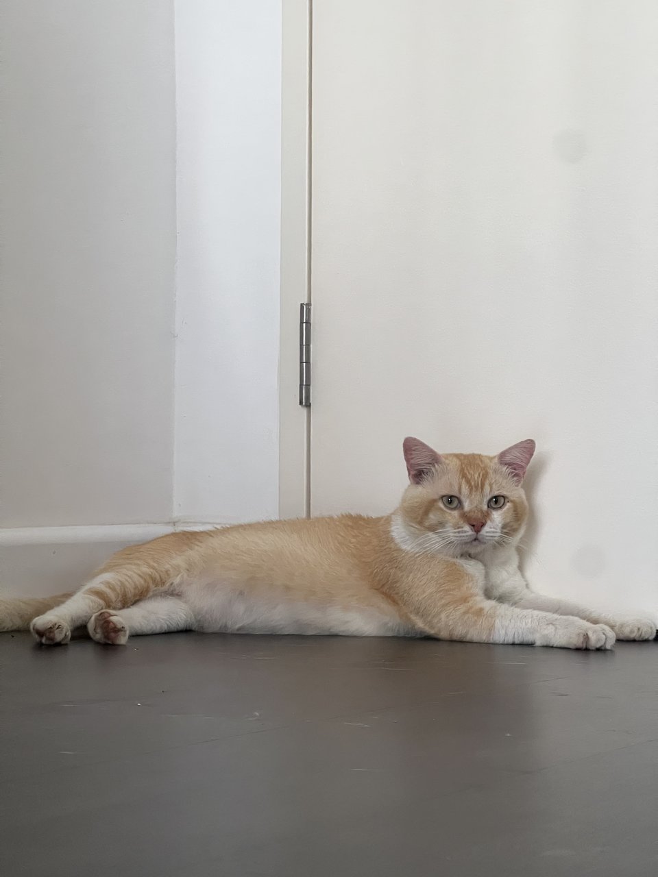 Jasper - Domestic Short Hair Cat