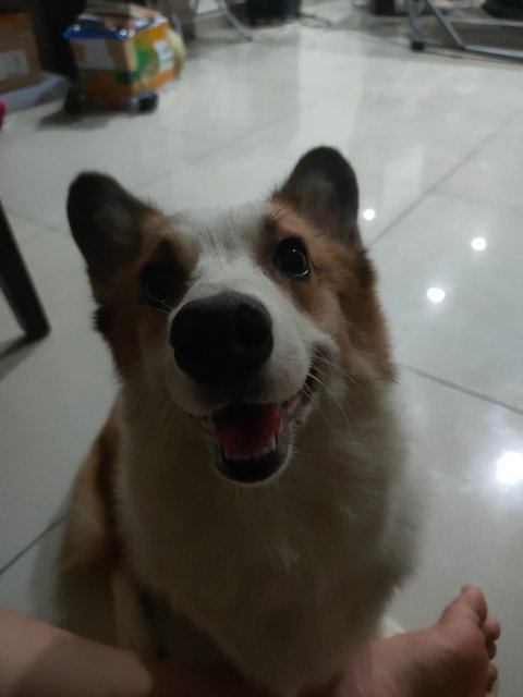 Money - Corgi Dog