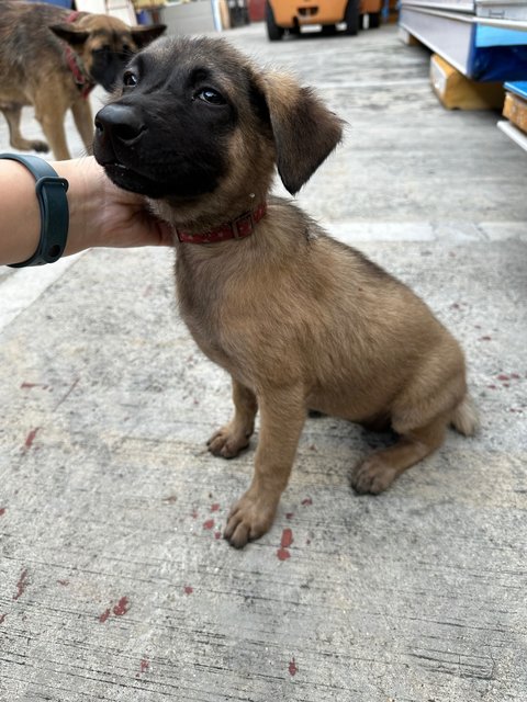 Pippy - Save Me!  - Mixed Breed Dog