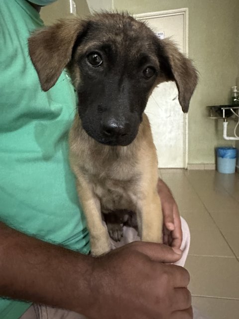 Pippy - Save Me!  - Mixed Breed Dog