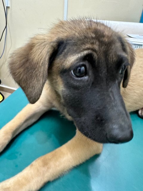 Pippy - Save Me!  - Mixed Breed Dog