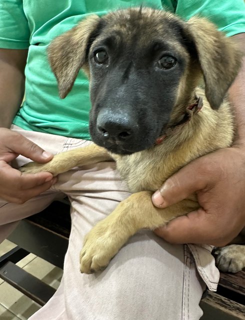 Pippy - Save Me!  - Mixed Breed Dog