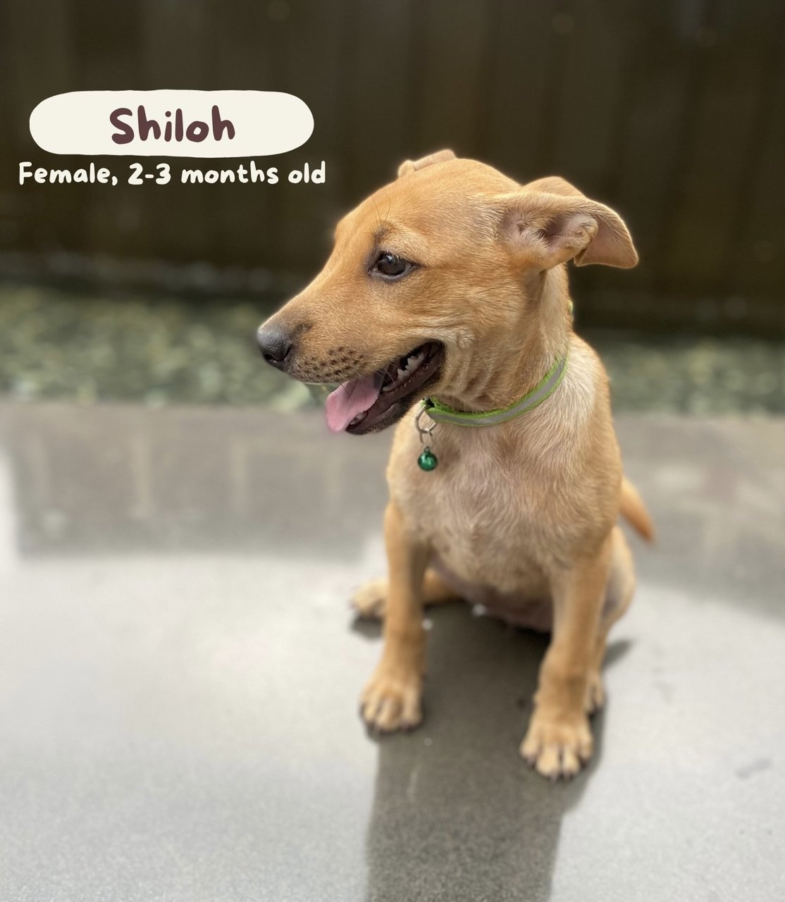 Shiloh - Mixed Breed Dog