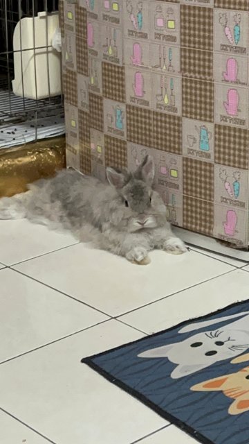 Cotton - Netherland Dwarf Rabbit