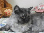 Damia  - Persian Cat