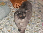 Damia  - Persian Cat
