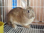Minnie - Netherland Dwarf Rabbit
