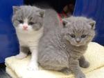 PF12978 - British Shorthair Cat