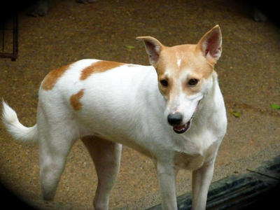 Ting Ting  - Mixed Breed Dog