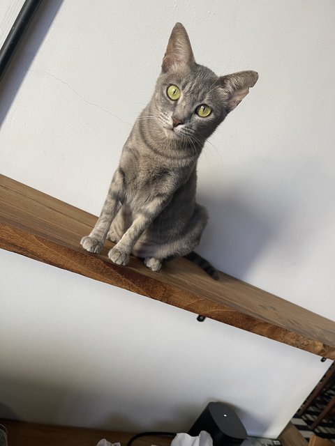 Dobby  - Domestic Short Hair Cat