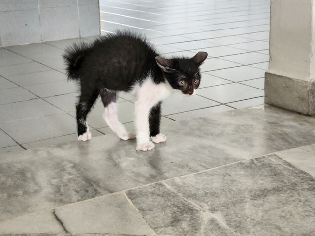 Teddy - Domestic Short Hair Cat