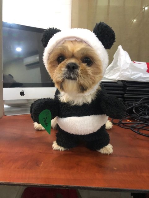 mother shihtzu