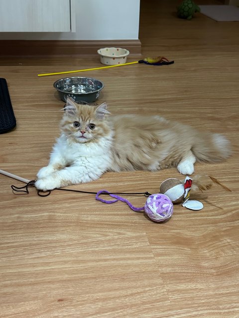 Toro - Persian Cat