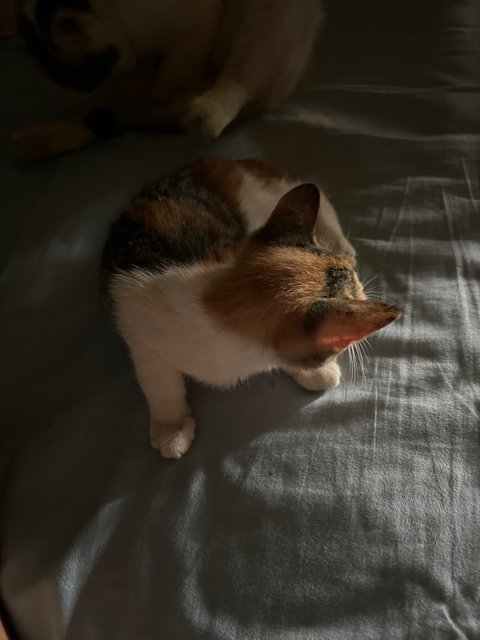 Mochi - Domestic Medium Hair Cat